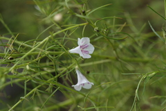 Sopubia delphiniifolia